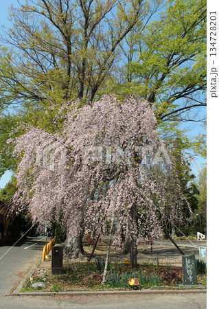枝垂れ桜 134728201