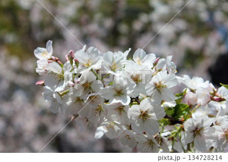 ソメイヨシノ 134728214