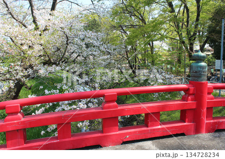 ソメイヨシノ 134728234