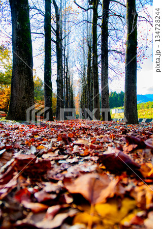 《落ち葉の並木》 134728244