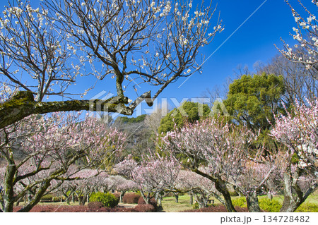 【町田市】梅の花が見頃の薬師池公園 【町田市】梅の花が見頃の薬師池公園 134728482