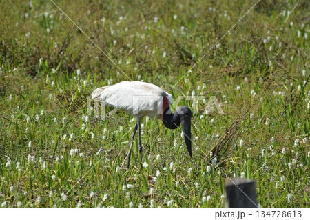 ズグロハゲコウ ズグロハゲコウ 134728613