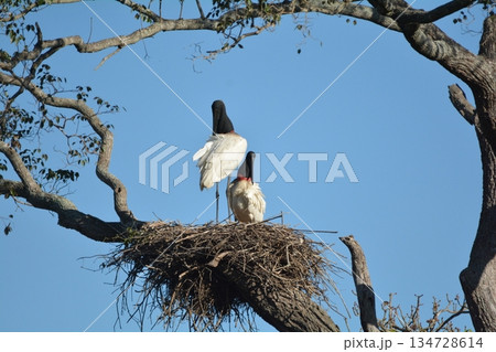 ズグロハゲコウ 134728614