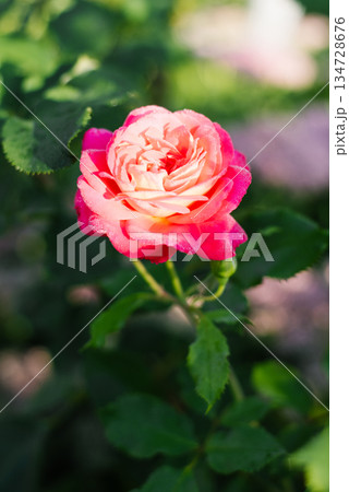 Peach colored rose blooming in sunlight Peach colored rose blooming in sunlight 134728676