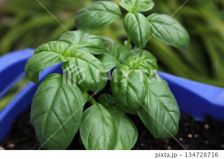 家庭菜園に植えたバジルの苗 134728716