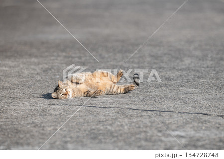 路上で寝ころがる猫　 134728748