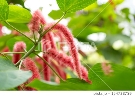 蒲の穂 御簾草 キャットテール 134728759