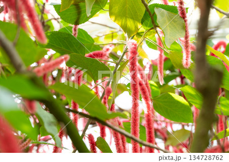 蒲の穂 御簾草 キャットテール 134728762