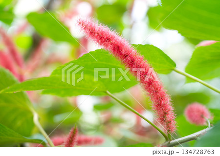蒲の穂 御簾草 キャットテール 134728763