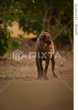 Spotted hyena stands shaking head on grass 134728775