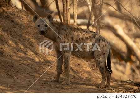 Spotted hyena stands staring in dappled sunlight Spotted hyena stands staring in dappled sunlight 134728776