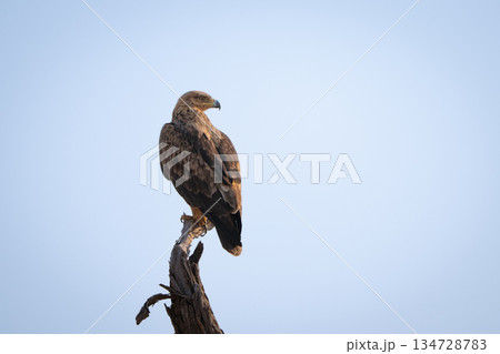 Tawny eagle looks back on dead branch Tawny eagle looks back on dead branch 134728783