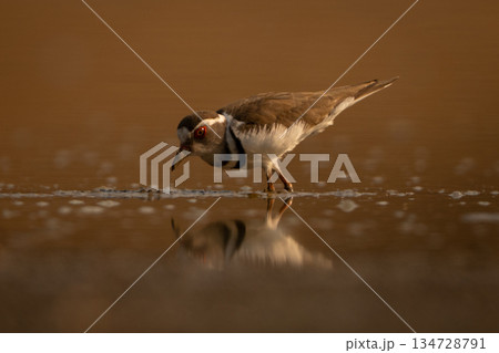 Three-banded plover crosses mudflats looking for food 134728791