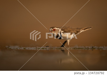 Three-banded plover crosses mudflats with muddy beak Three-banded plover crosses mudflats with muddy beak 134728792