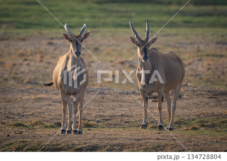 Two male common elands stand watching camera Two male common elands stand watching camera 134728804
