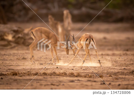 Two male impalas fighting in sandy clearing Two male impalas fighting in sandy clearing 134728806