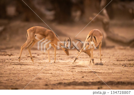 Two male impalas fighting on sandy ground 134728807