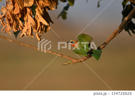 White-fronted bee-eater takes off from low branch White-fronted bee-eater takes off from low branch 134728828