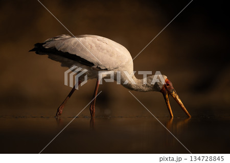 Yellow-billed stork searches for food in pond 134728845
