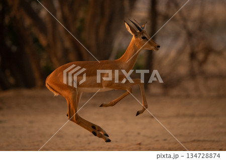 Young male impala crosses clearing lifting forelegs 134728874