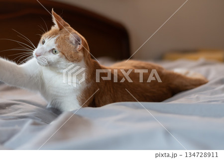 おもちゃで遊ぶ猫 茶トラ白 おもちゃで遊ぶ猫 茶トラ白 134728911