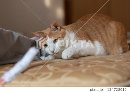 おもちゃで遊ぶ猫 茶トラ白 おもちゃで遊ぶ猫 茶トラ白 134728912