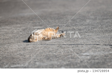 路上で寝ころがる猫　 134728954