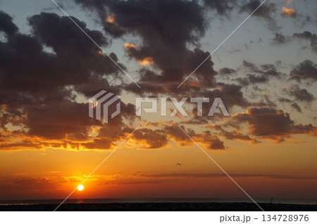 The red ball of a huge sun rises from the horizon. The sky is painted a bright orange. Summer, morning twilight. A large white bird flies across the sky against the backdrop of dawn.Golden dawn on the 134728976