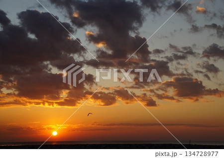 Golden dawn on the sea.The red ball of a huge sun rises from the horizon. The sky is painted a bright orange. Summer, morning twilight. A large white bird flies across the sky against the backdrop of  134728977