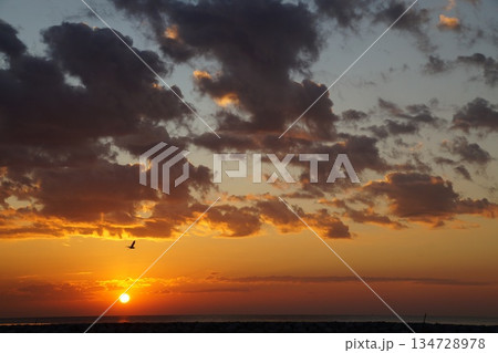 The red ball of a huge sun rises from the horizon. The sky is painted a bright orange. Summer, morning twilight. A large white bird flies across the sky against the backdrop of dawn. 134728978