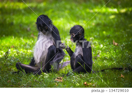 Geoffroy's Spider Monkey with Baby Geoffroy's Spider Monkey with Baby 134729010