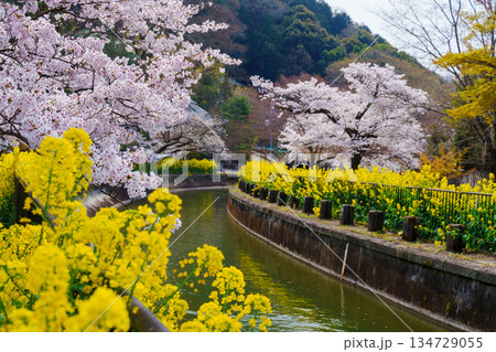 桜と菜の花が咲き乱れる山科疏水 桜と菜の花が咲き乱れる山科疏水 134729055