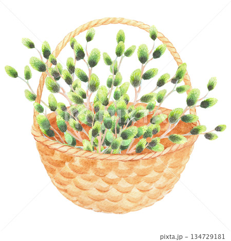 Basket with the willows branches. Watercolor illustration. For fabric, wallpaper, packing paper, greeting cards, design, decoration and illustration. Basket with the willows branches. Watercolor illustration. For fabric, wallpaper, packing paper, greeting cards, design, decoration and illustration. 134729181