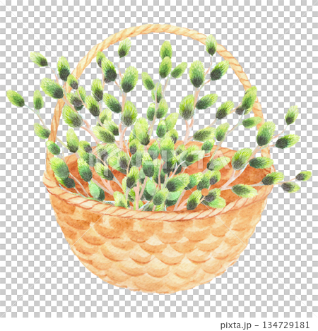 Basket with the willows branches. Watercolor illustration. For fabric, wallpaper, packing paper, greeting cards, design, decoration and illustration. Basket with the willows branches. Watercolor illustration. For fabric, wallpaper, packing paper, greeting cards, design, decoration and illustration. 134729181
