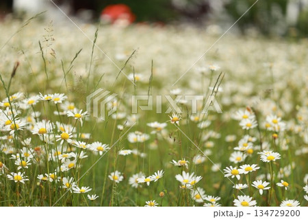 Field of white flowers with a few yellow flowers in the middle Field of white flowers with a few yellow flowers in the middle 134729200
