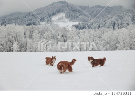 Three dogs are playing in the snow 134729311