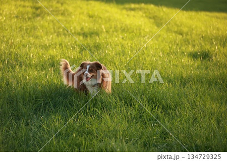Brown and white dog is running through a field of grass 134729325