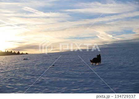 Dog Running in Snow at Sunset 134729337