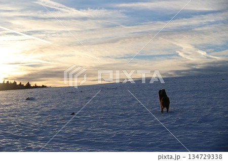 Dog over snowy hill at sunset 134729338
