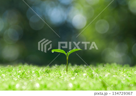 森の中の芽生え,芽生えたばかりの双葉 134729367