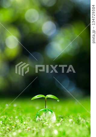 地球と双葉,芽生えたばかりの双葉,エコロジー 134729384