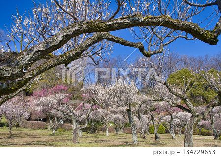 【町田市】梅の花が見頃の薬師池公園 134729653