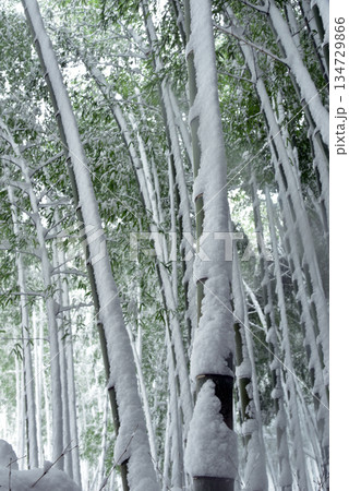 雪が積もった竹林 134729866