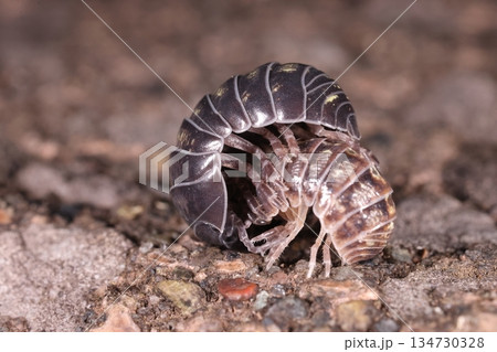 生き物　甲殻類　ダンゴムシ、身近な虫ですがヨーロッパ原産だそうです。脚は七対十四本です 134730328