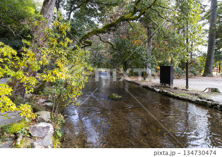 冬の賀茂別雷神社(上賀茂神社)楢の小川 冬の賀茂別雷神社(上賀茂神社)楢の小川 134730474