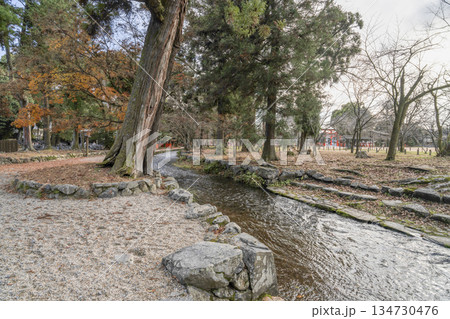 冬の賀茂別雷神社（上賀茂神社）楢の小川 134730476