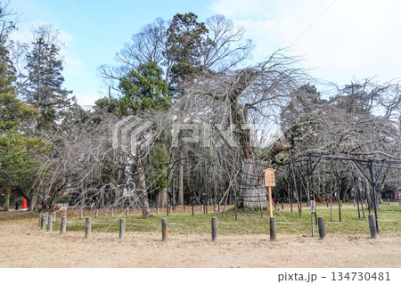 冬の賀茂別雷神社（上賀茂神社）御所桜 134730481