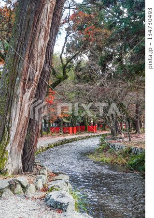 冬の賀茂別雷神社（上賀茂神社）楢の小川 134730493