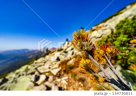 Autumn hiking trail on the ridge of Low Tatras mountains, Slovakia. 134730811