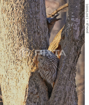 野鳥　エゾフクロウ　野生動物　エゾリス 134730891